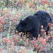 Black Bear on a distant hillside