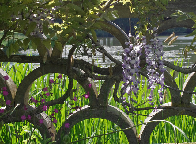 Red Campion, Wisteria, Lake