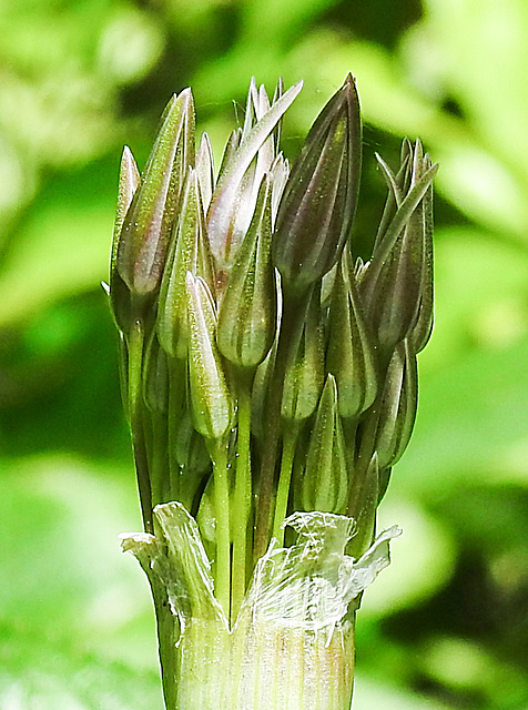 20230529 0301CPw [D~LIP] Sternkugel-Lauch (Allium cristophii), Bad Salzuflen