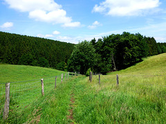 DE - Hürtgenwald - Viertälerweg Trail