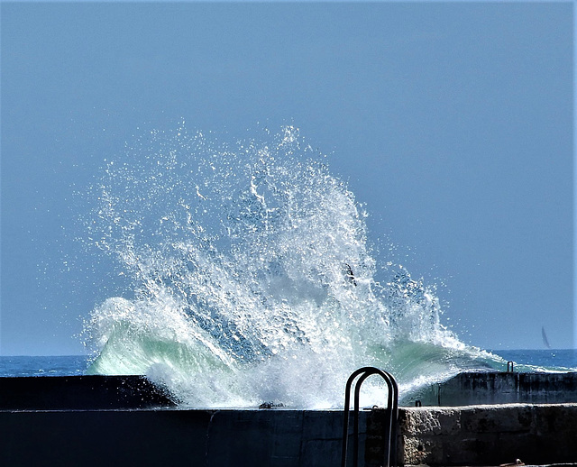 au creux de la vague un goeland