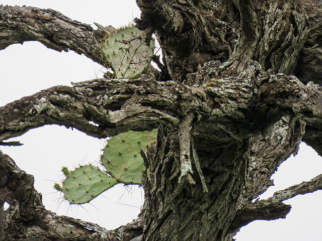 Day 7, cacti growing on a tree