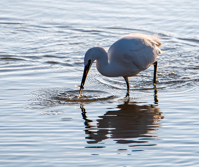 Little egret with its catch