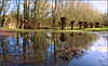 Pollard willows in reflection...