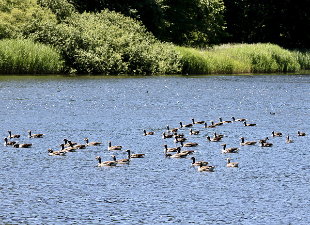 Viele Graugänse auf einem Weiher (zu sehen ist nur ein kleiner Ausschnitt)