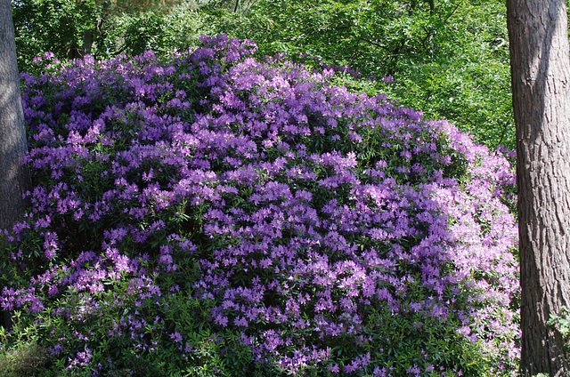 Rhododendron