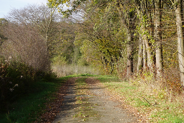 Weg zum Krücker II