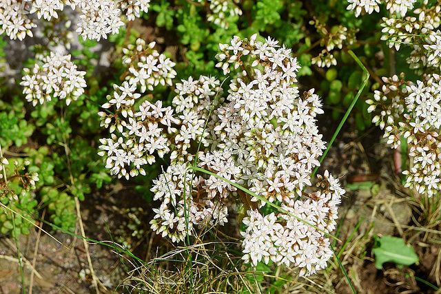 Weißer Steinpfeffer in voller Blüte