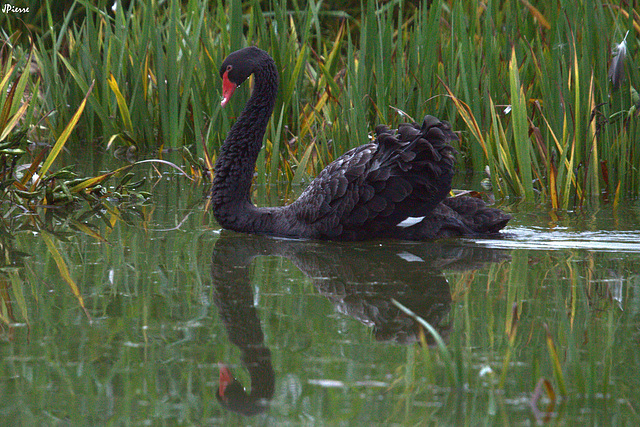 Port altier de ce cygne