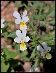 Viola tricolor