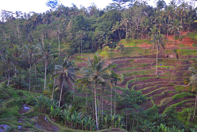 Paddyfield in Ceking