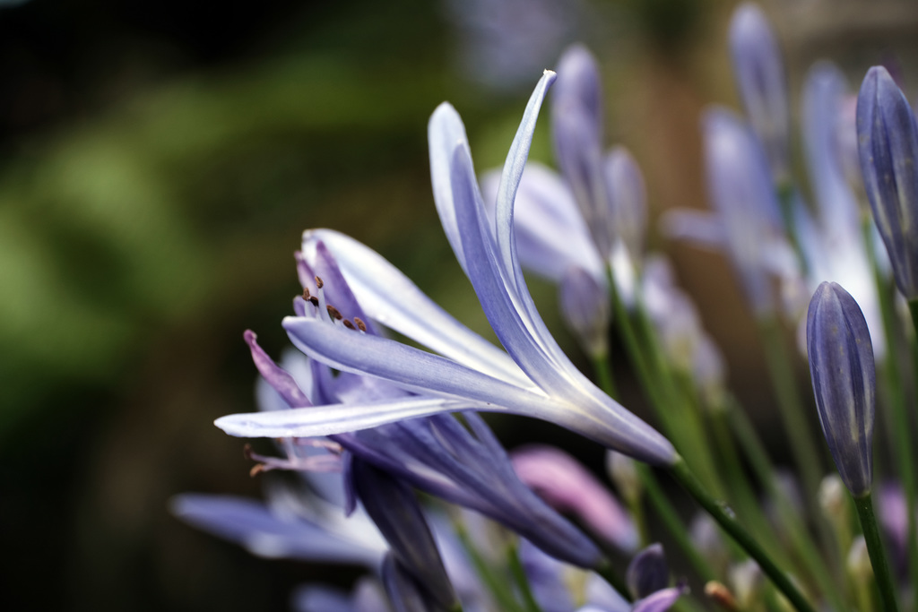 Madeira Funchal May 2016 Xpro2 Touit 50mm Monte Botanical Gardens 24