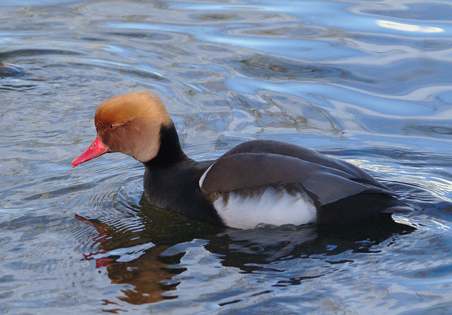 Red headed Pochard EF7A1043