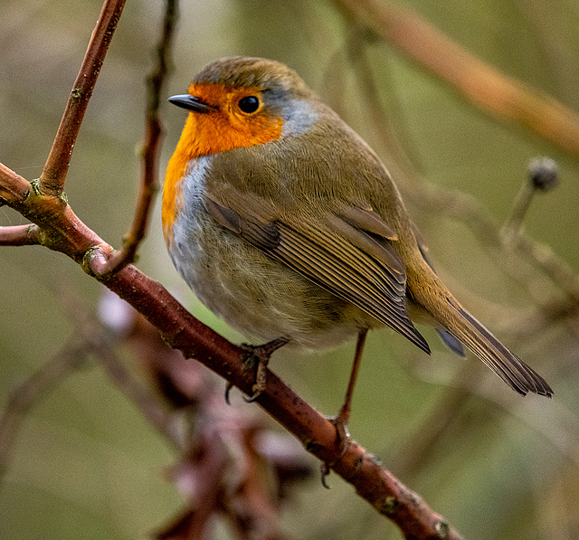 Robin