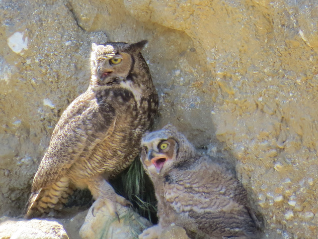 Great Horned Owls