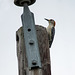 Day 7, Golden-fronted Woodpecker