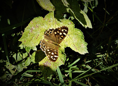 Speckled Wood butterfly.)