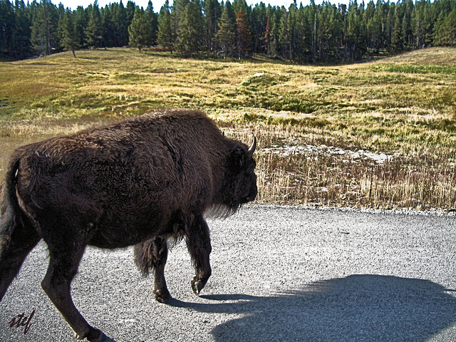 Buffolo Xing