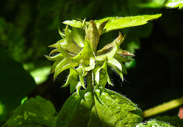 20230529 0304CPw [D~LIP] Goldnessel (Lamium galeobdolon), [Frucht], Bad Salzuflen