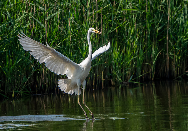 Great white egret