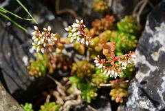 Weißer Steinpfeffer vor der Blüte