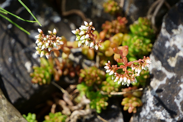 Weißer Steinpfeffer vor der Blüte