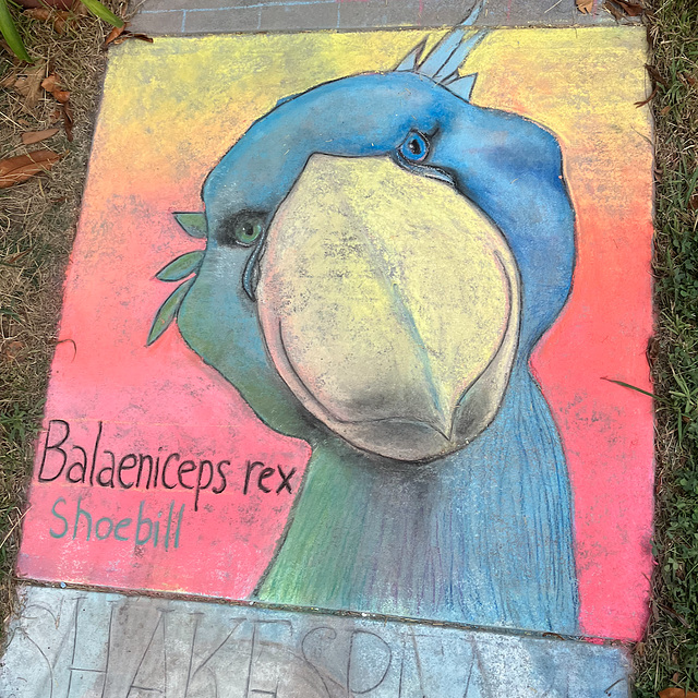 Pandemic chalk: Shoebill