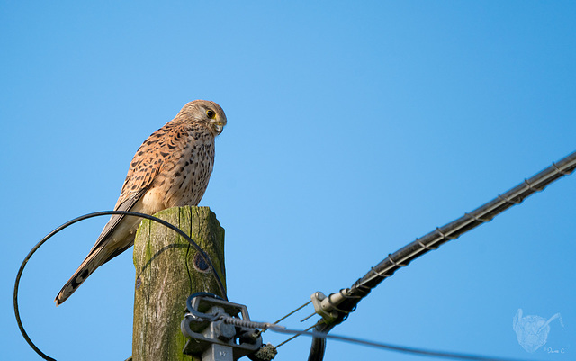 Sparrowhawk 2