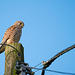 Sparrowhawk 2