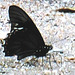 62 Battus polydamas (Gold Rim Swallowtail)