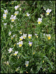 Viola arvensis groupe tricolor