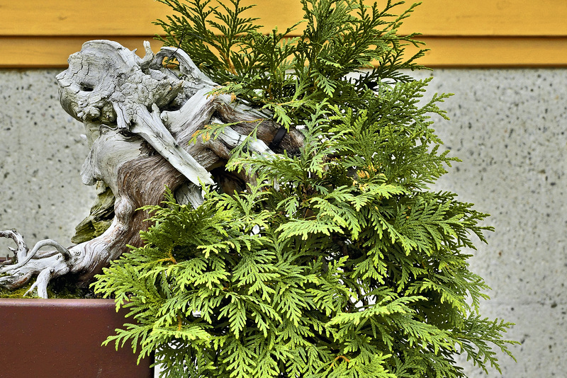 Bonsai Eastern White Cedar – Botanical Garden, Montréal, Québec