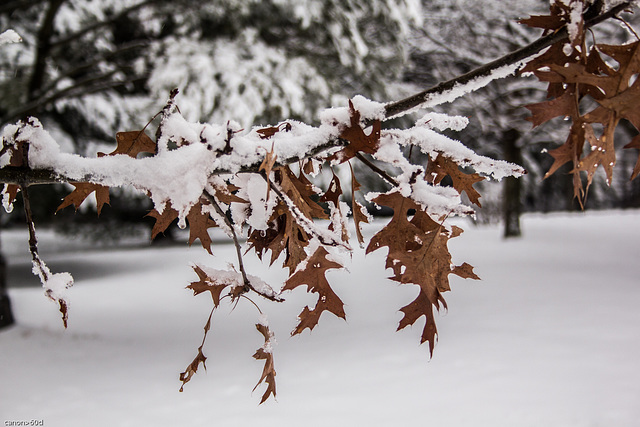 L'hiver du chêne