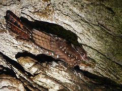 Oilbird / Steatornis caripensis, Dunston Cave, Asa Wright Nature Centre, Trinidad
