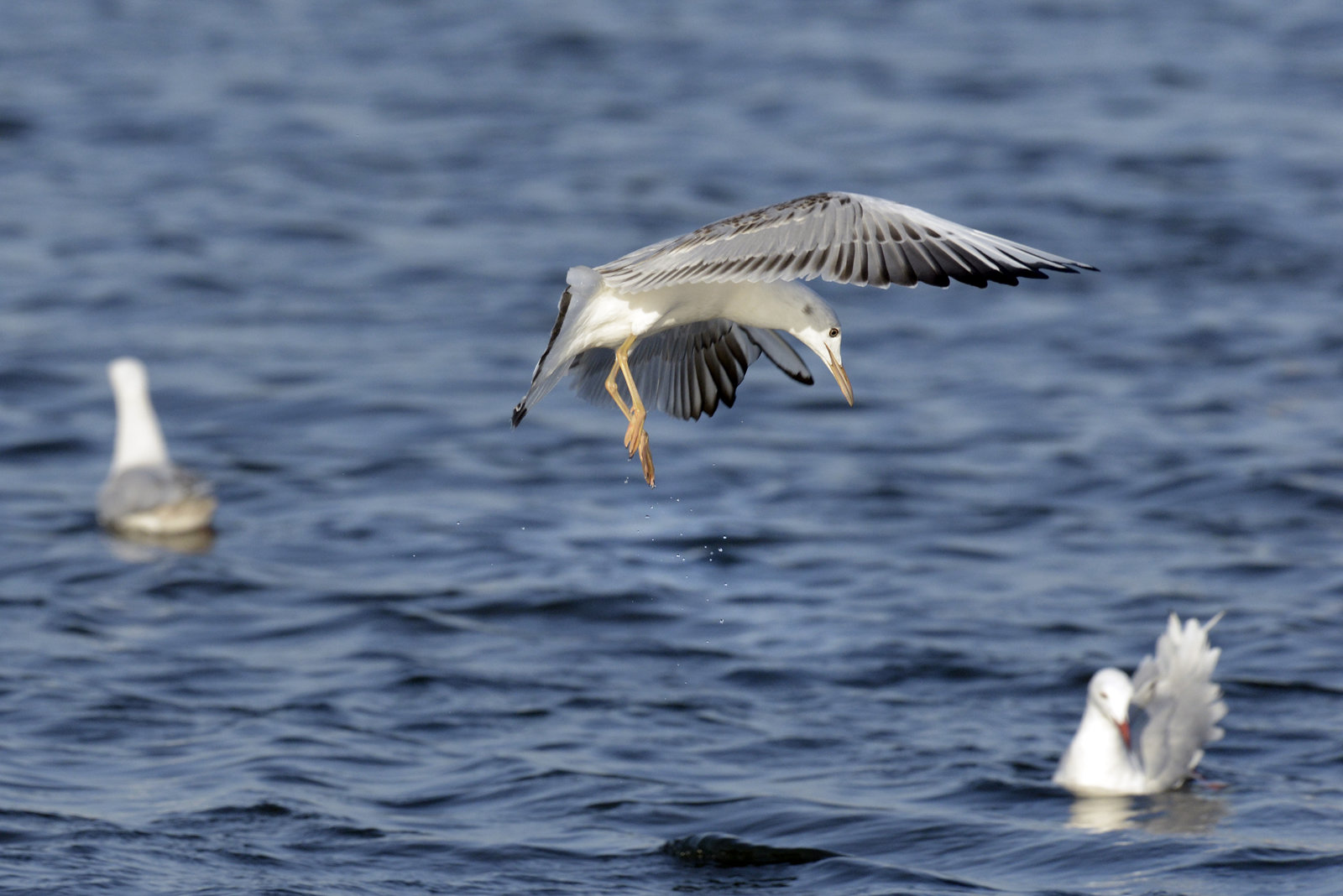 Chroicocephalus genei, Gaivota-de-bico-fino