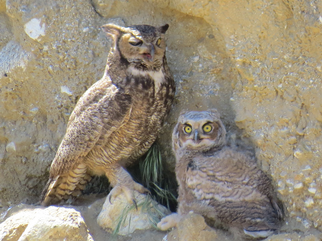 Great Horned Owls