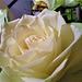 Beautiful white roses for birthday