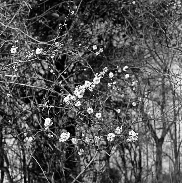 Ume blossoms