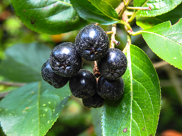 20210811 2372CPw [D~LIP] Apfelbeere (Aronia prunufolia 'Viking'), Bad Salzuflen