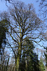 Trees In Balloch In Spring