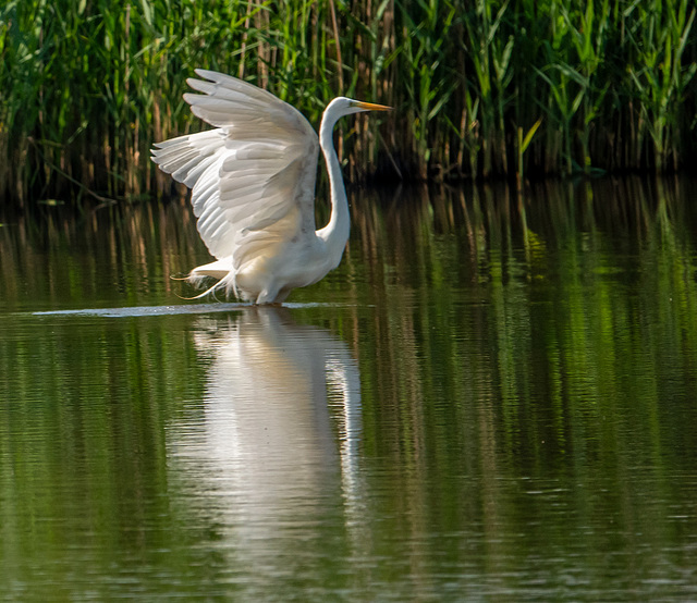 Great white egret