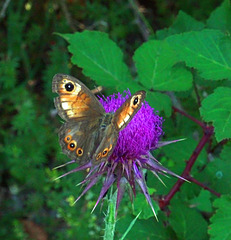 Great wall brown shows its numerous eyespots !