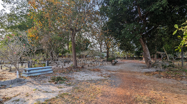 Arbres funéraires et bien en vie / Funerary trees not dead though