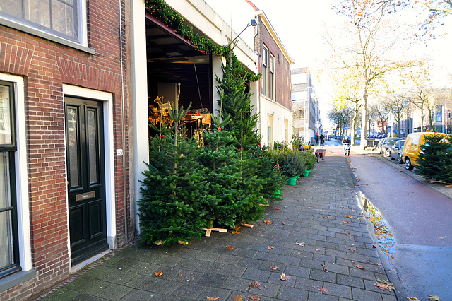 December 6 start of Christmas tree season