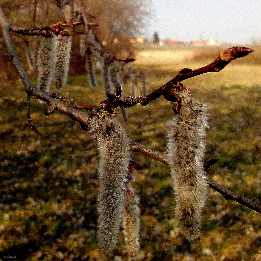 la douceur du printemps