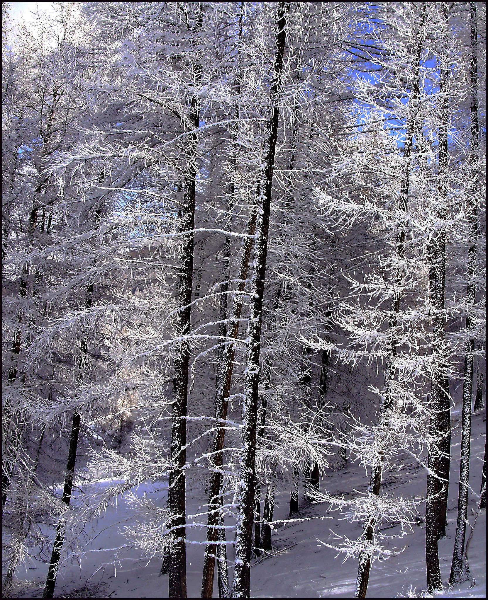 "NAVIDADE BLANCA" - Merry Christmas for You !