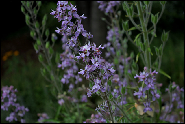 Delphinium requienii  (5)