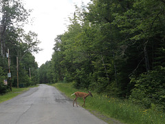 Au royaume de chevreuil / Deers kingdom