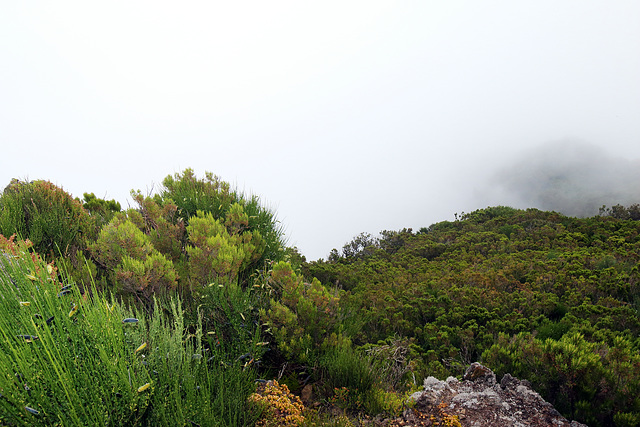 Pico Ruivo do Paúl da Serra - Ausblick vom Gipfel (1)