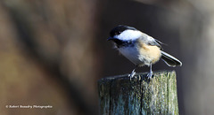 Mésange à tête noire